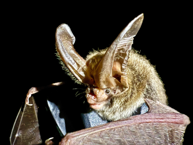 Rafinesque's big-eared bat (Corynorhinus rafinesquii) documented during bat biosurveys by Volant EcoServices