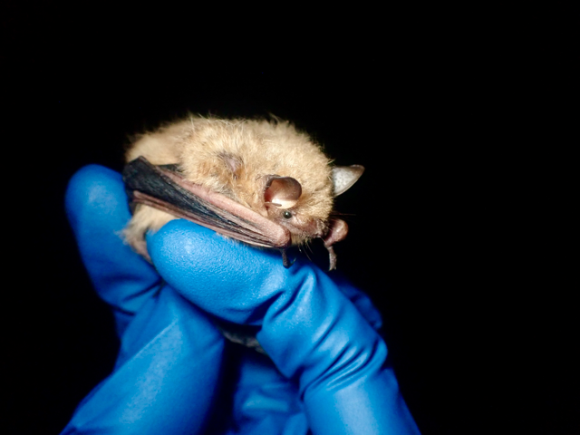 USFWS regulatory compliance bat surveys - Volant EcoServices