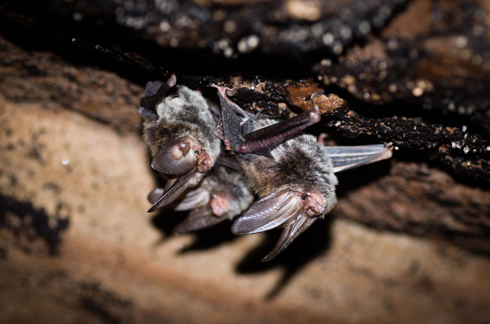 Rafinesque big-eared bats (Corynorhinus rafinesquii) during maternity cave assessment - Volant EcoServices