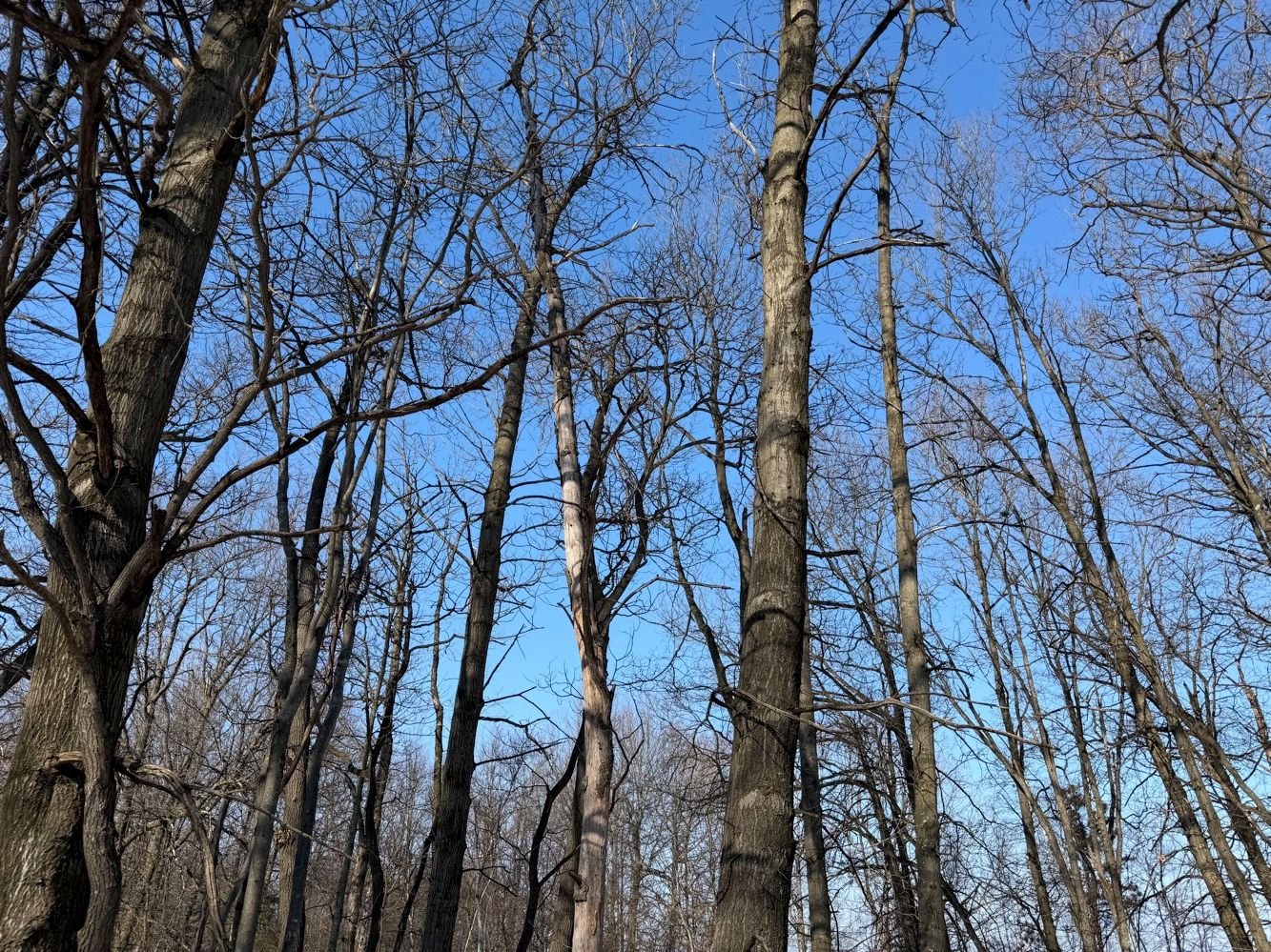 forested project area showing suitable bat roosting habitat, Luzerne County PA