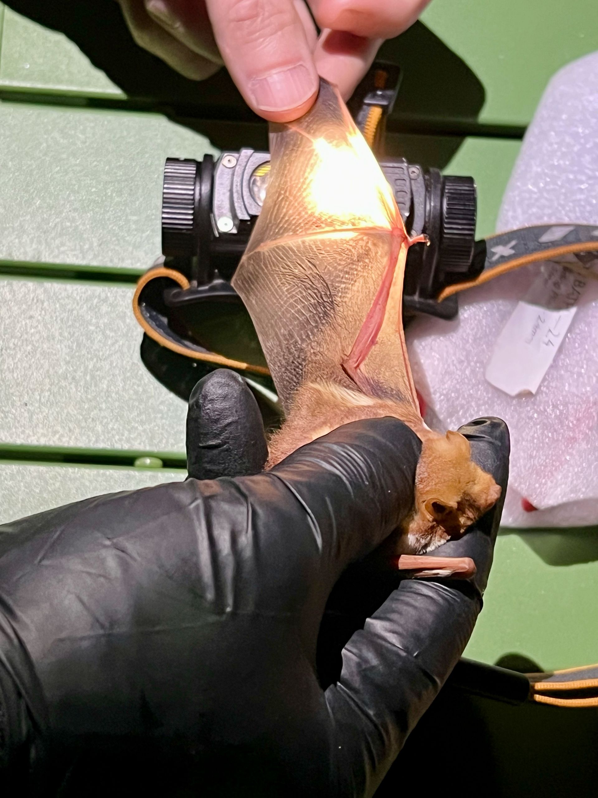 checking the age of an eastern red bat (Lasiurus borealis)