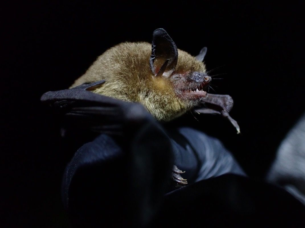 Gray bat (Myotis grisescens) documented during bat survey at Shaker Village of Pleasant Hill, KY - Volant EcoServices