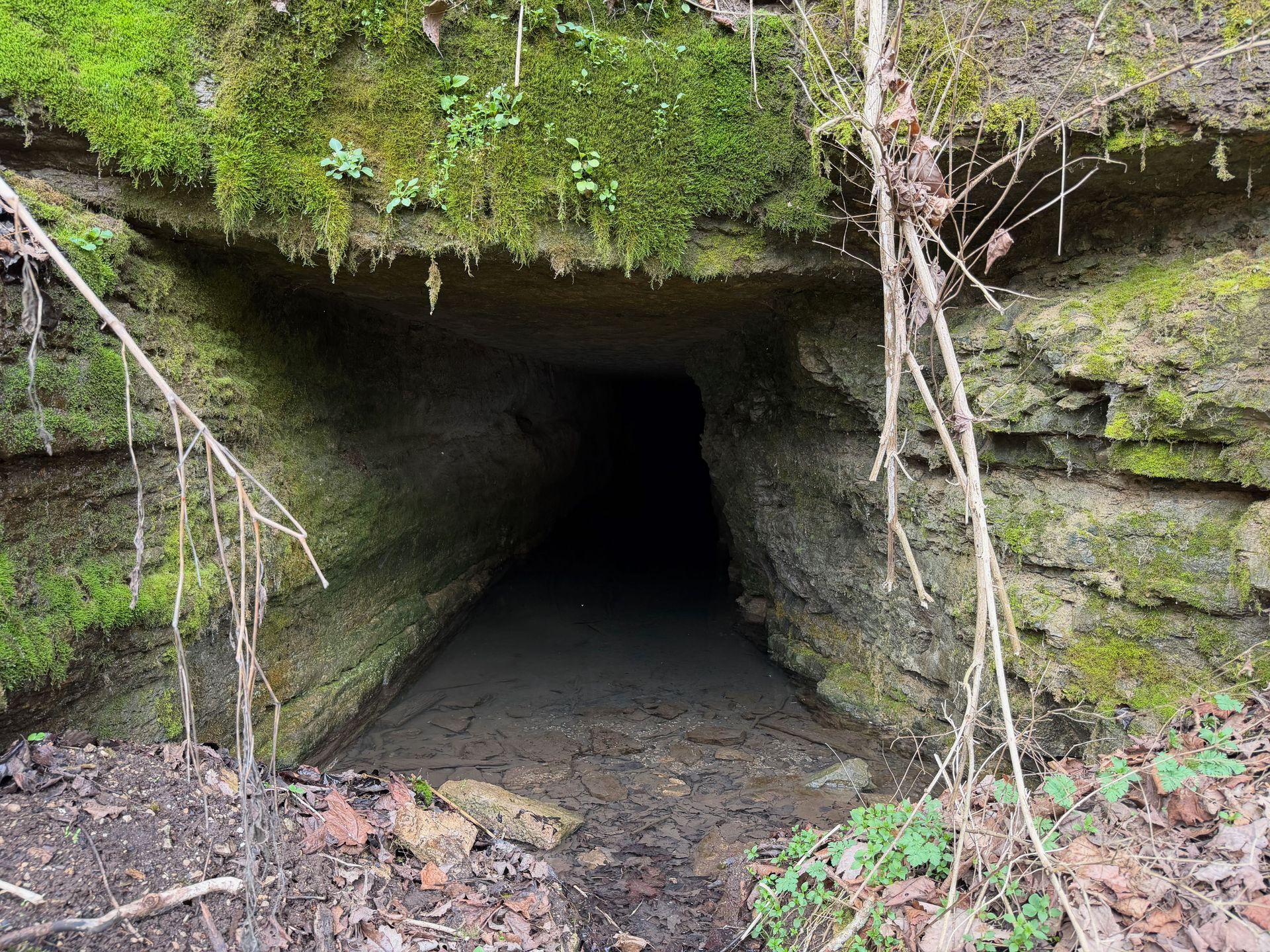 Bat hibernacula and acoustic survey - Volant EcoServices