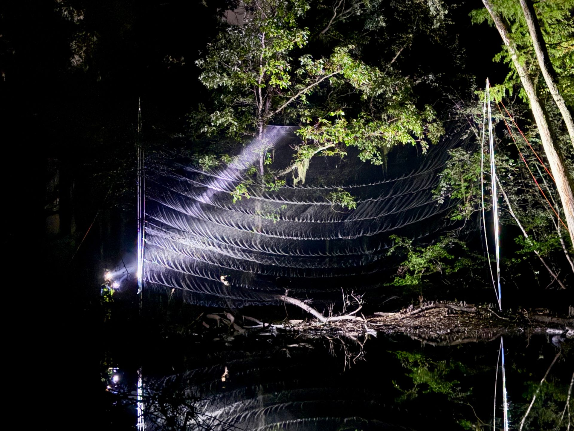 Nighttime photo of bat mist-net survey in action - Volant EcoServices