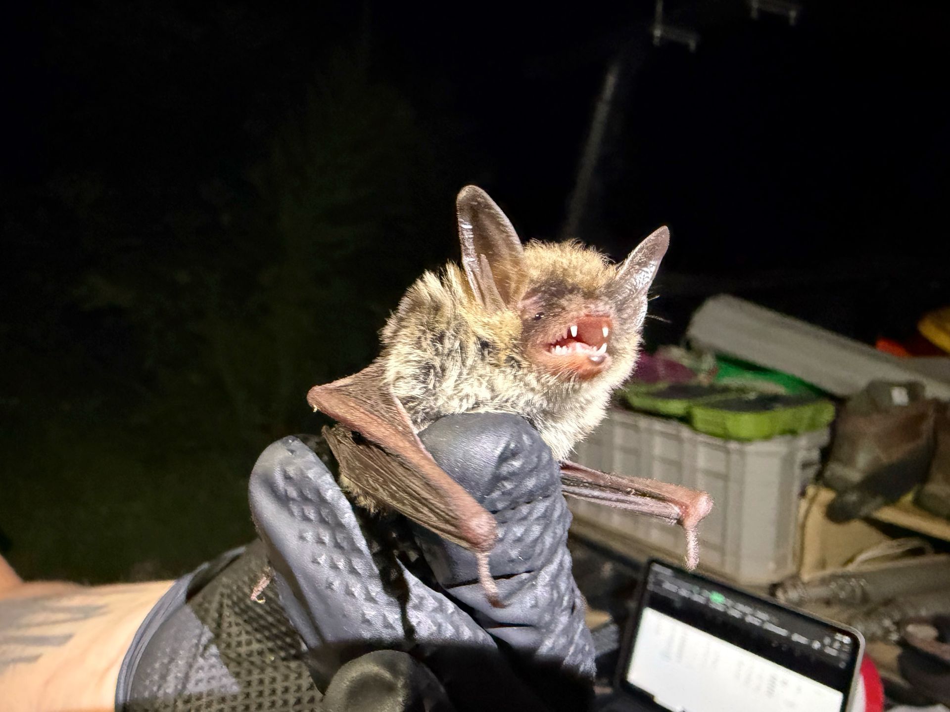 view of northern long-eared bat (Myotis septentrionalis) - Volant EcoServices