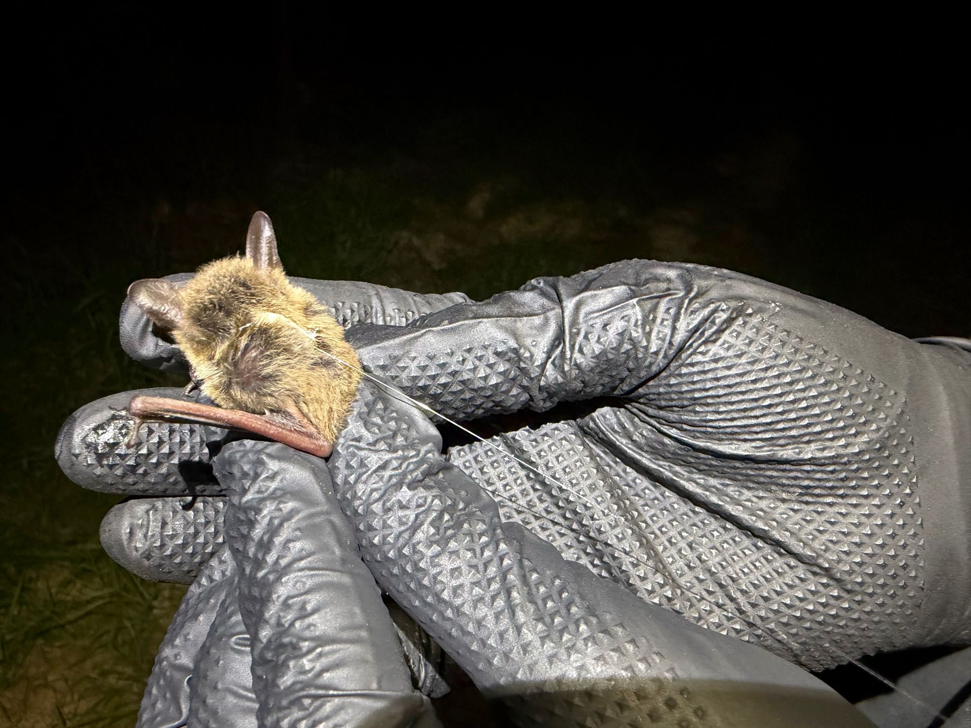 view of northern long-eared bat (Myotis septentrionalis) with radio transmitter - Volant EcoServices