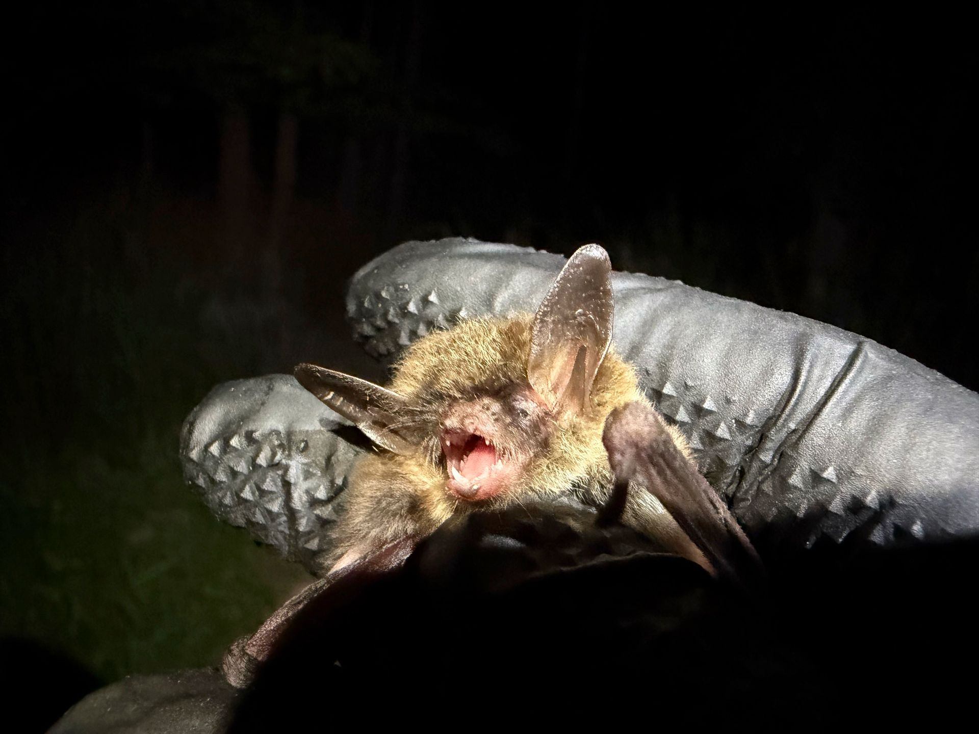 view of northern long-eared bat (Myotis septentrionalis) face - Volant EcoServices