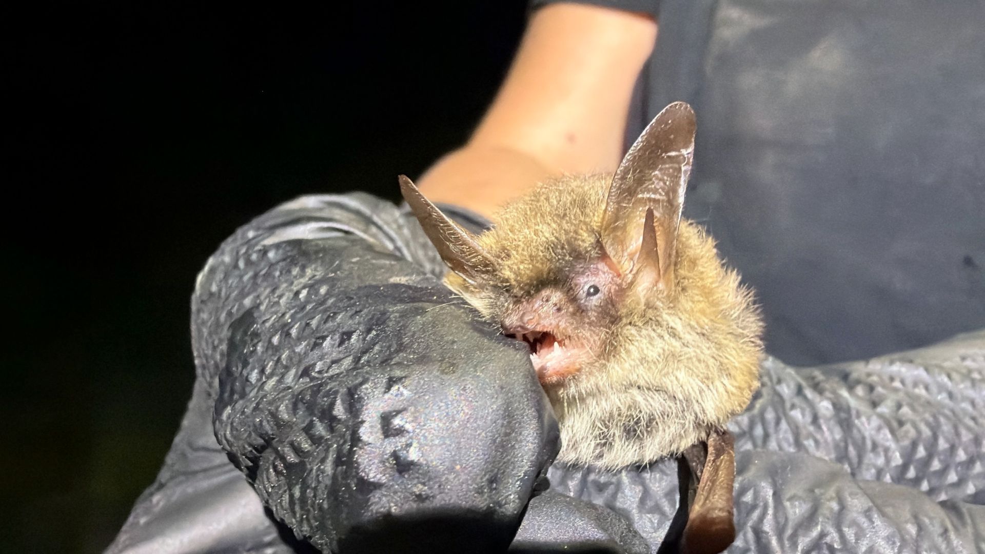 view of northern long-eared bat (Myotis septentrionalis) tragus - Volant EcoServices
