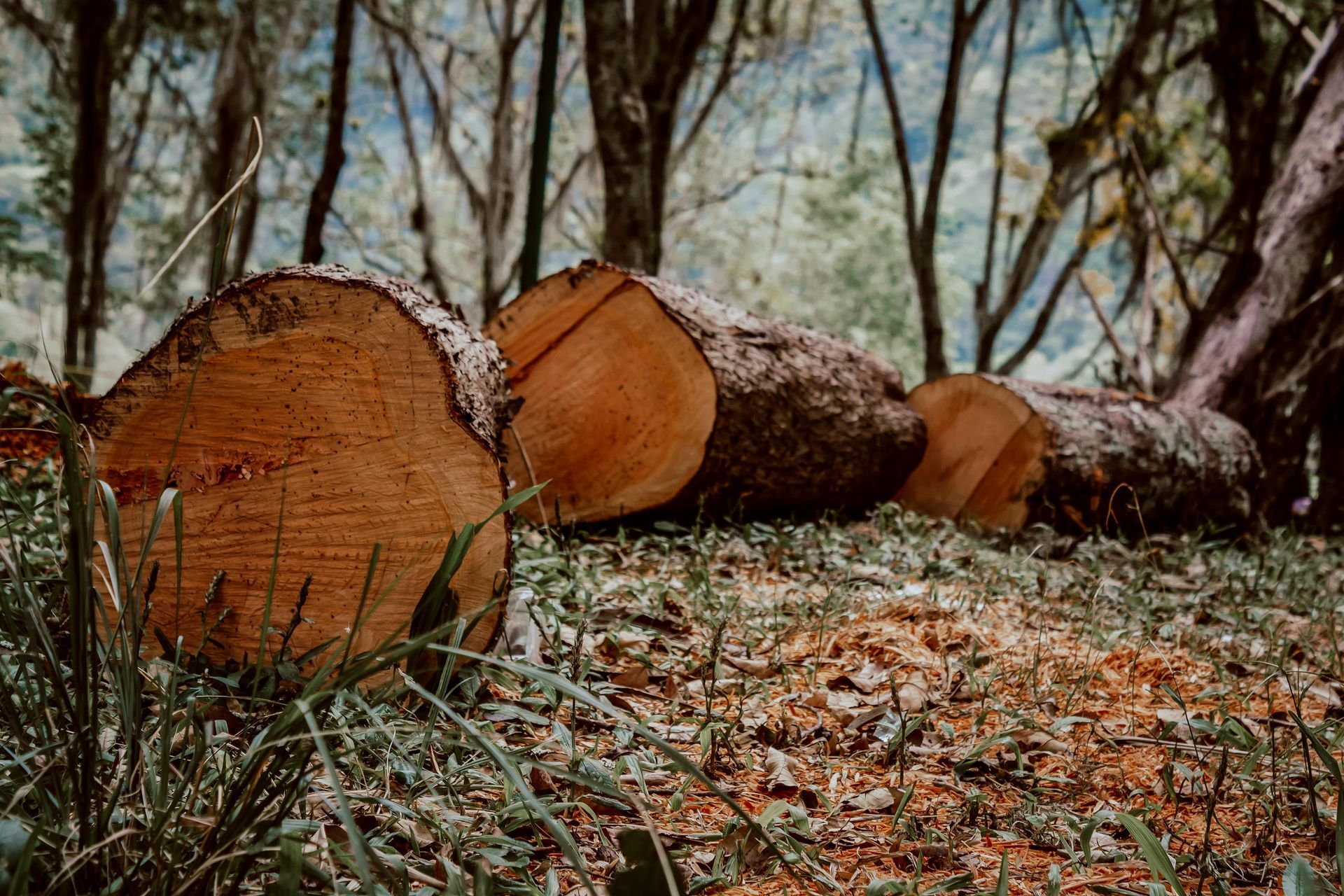 Tree clearing in the eastern US without a bat survey