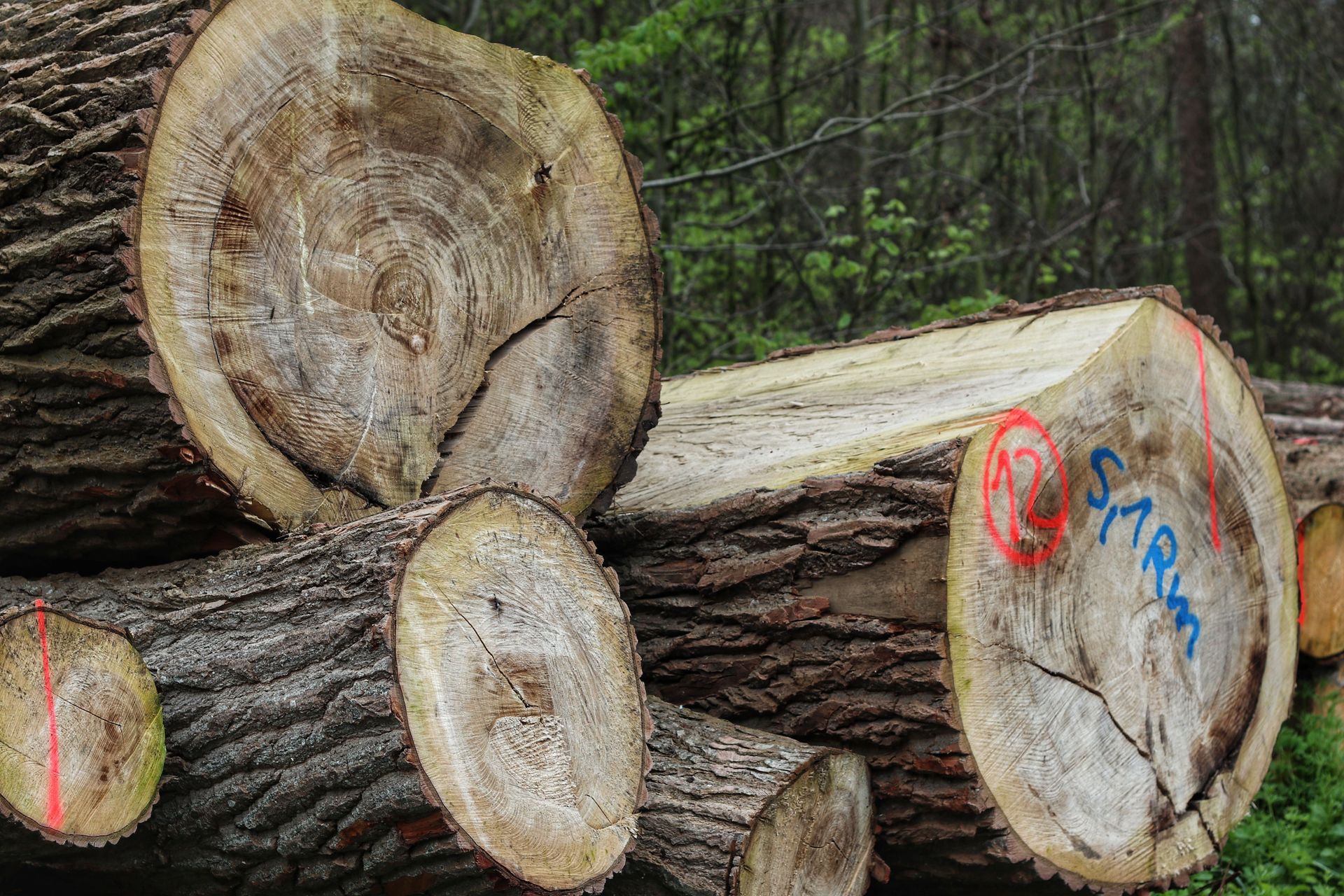 bat survey for tree clearing for land development - Volant EcoServices