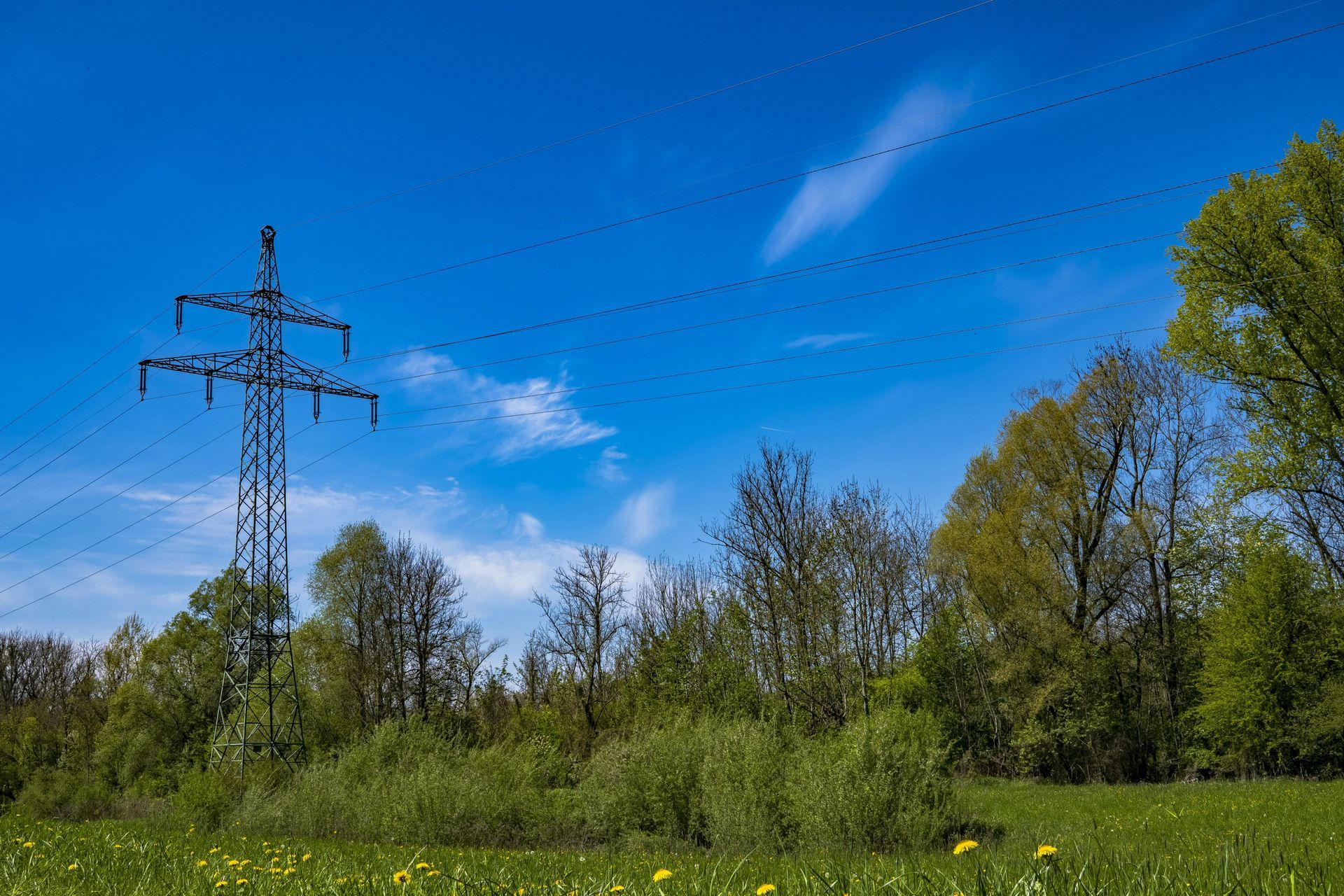 Bat survey along an electric transmission line - Volant EcoServices
