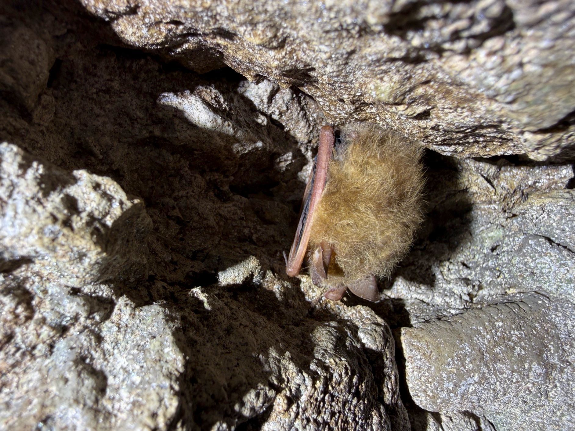 tricolored bat (Perimyotis subflavus) during hibernacua survey - Volant EcoServices