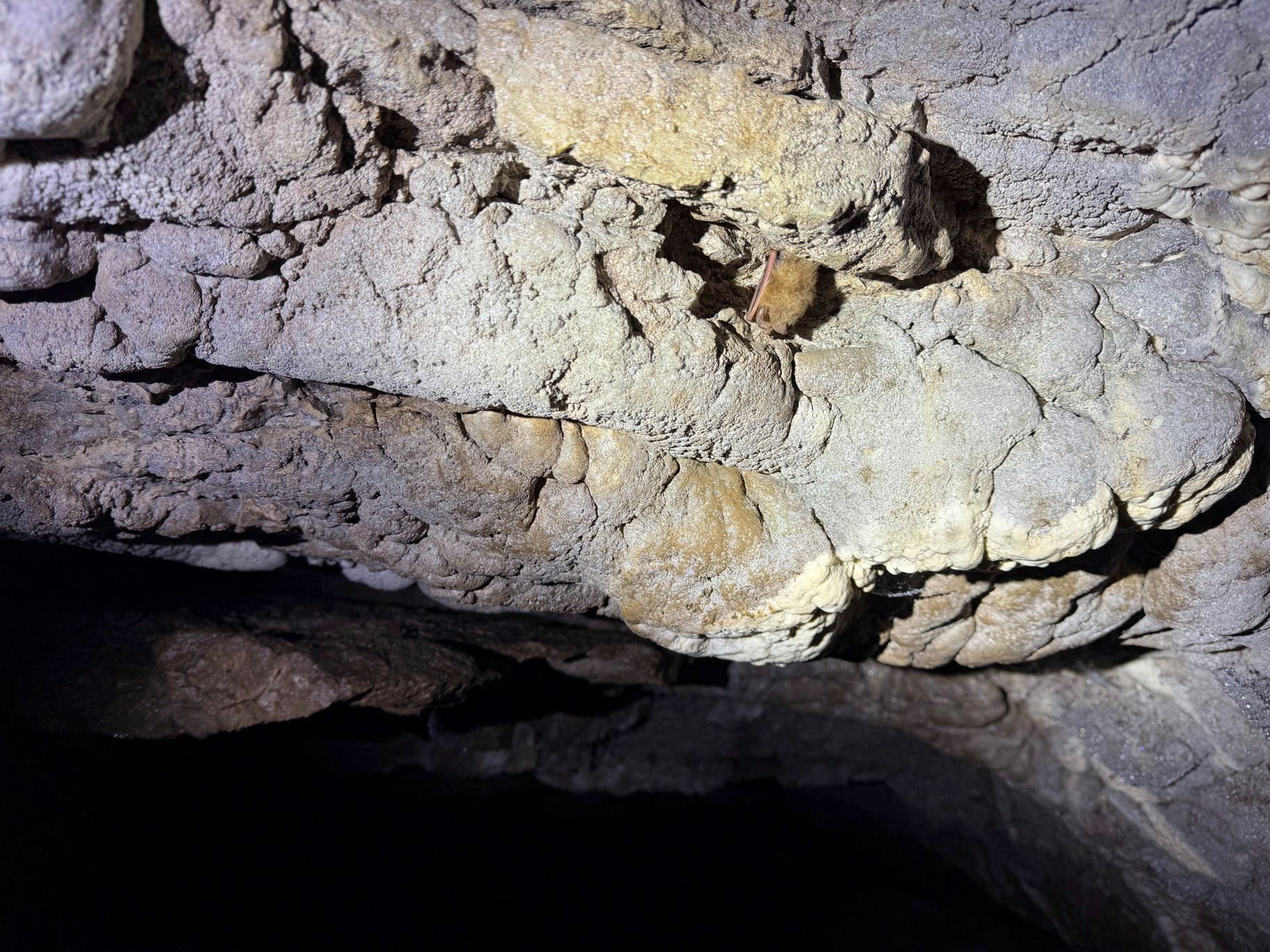 tricolored bat (Perimyotis subflavus) during hibernacula survey - Volant EcoServices