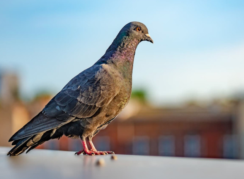 A pigeon with iridescent neck feathers stands on a surface, overlooking buildings against a blue sky.