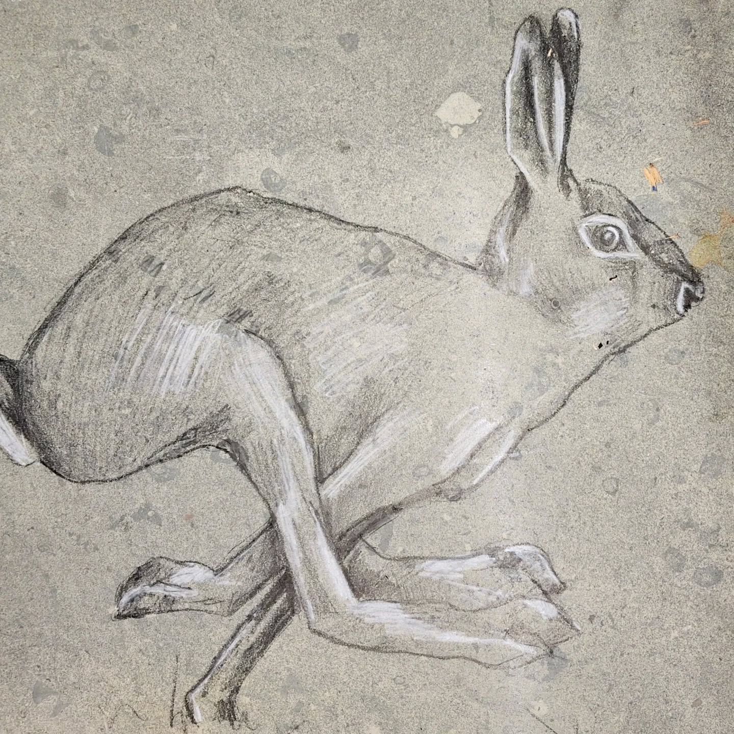Pencil sketch of a running hare in profile on a gray background