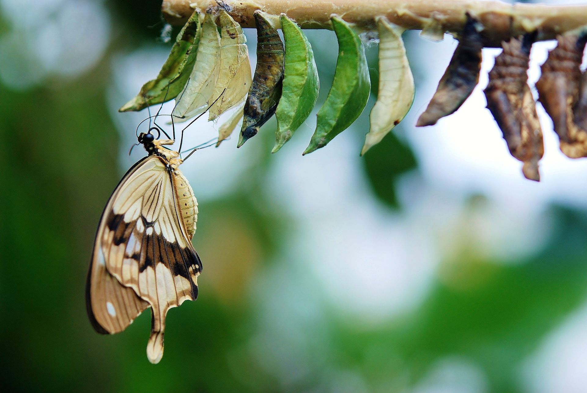 Butterfly emerging from cocoon