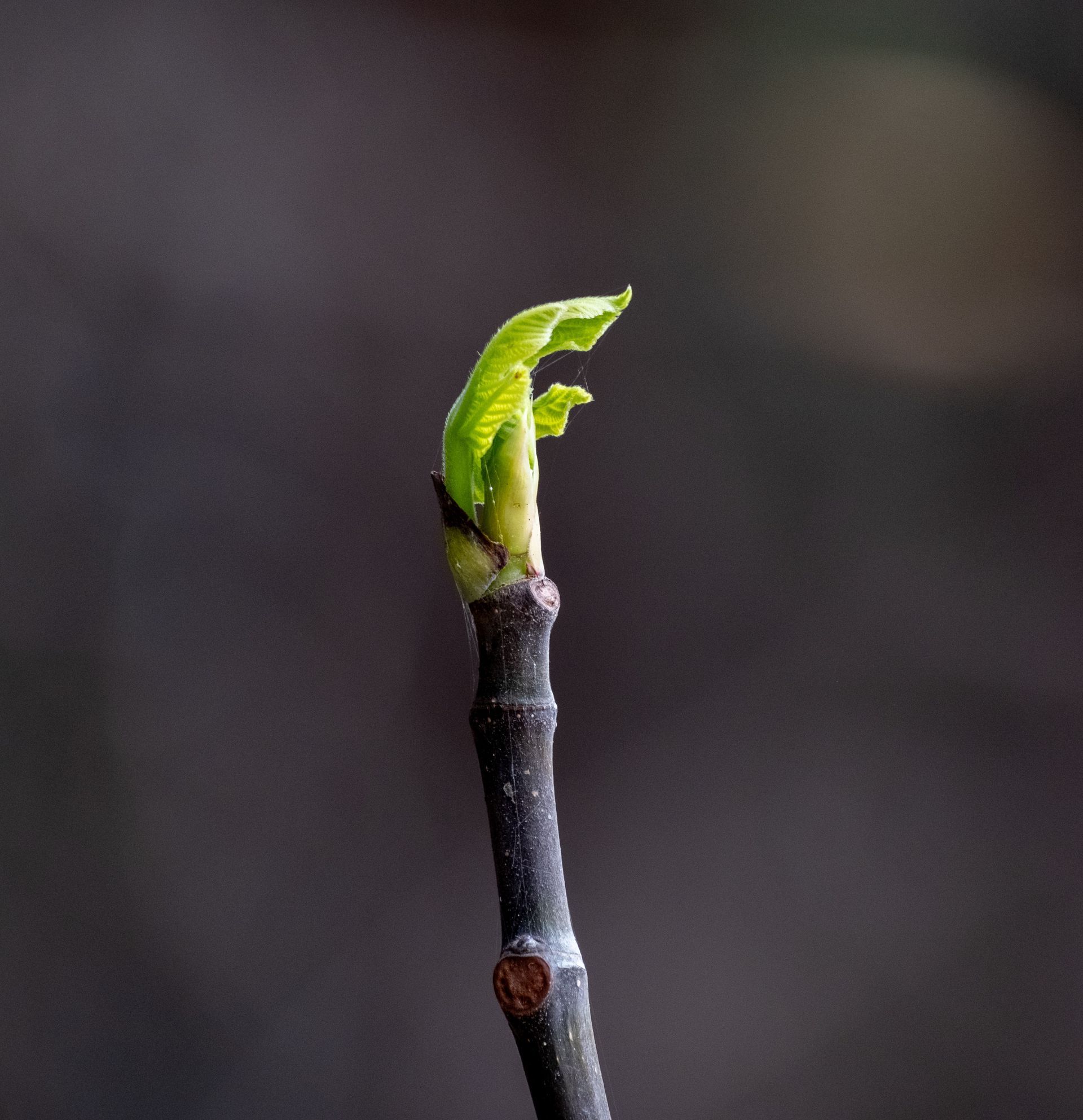 sprout growing