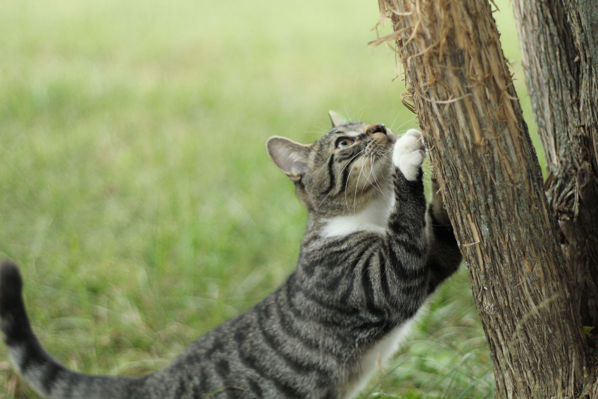 cat scratching a tree