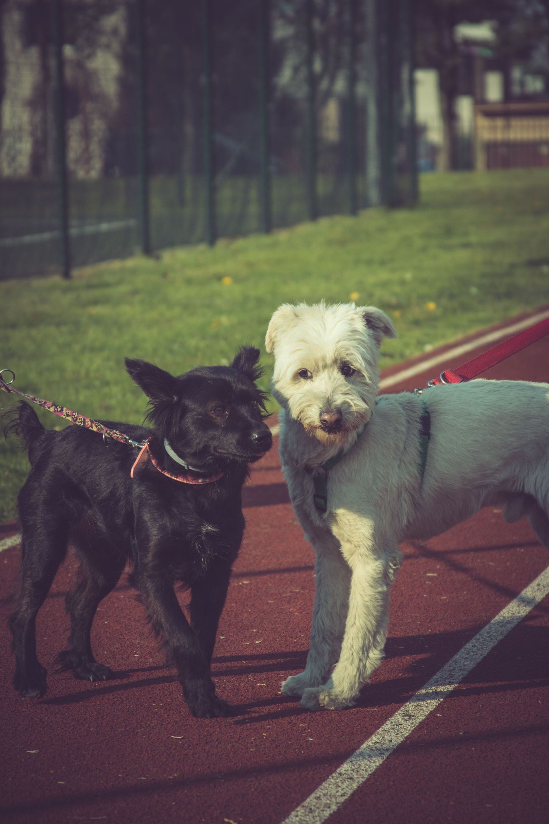 Two dogs standing next together