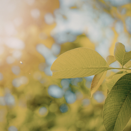 Close-up of green, textured walnut leaves against a blurred, sunlit background with warm golden and blue tones.