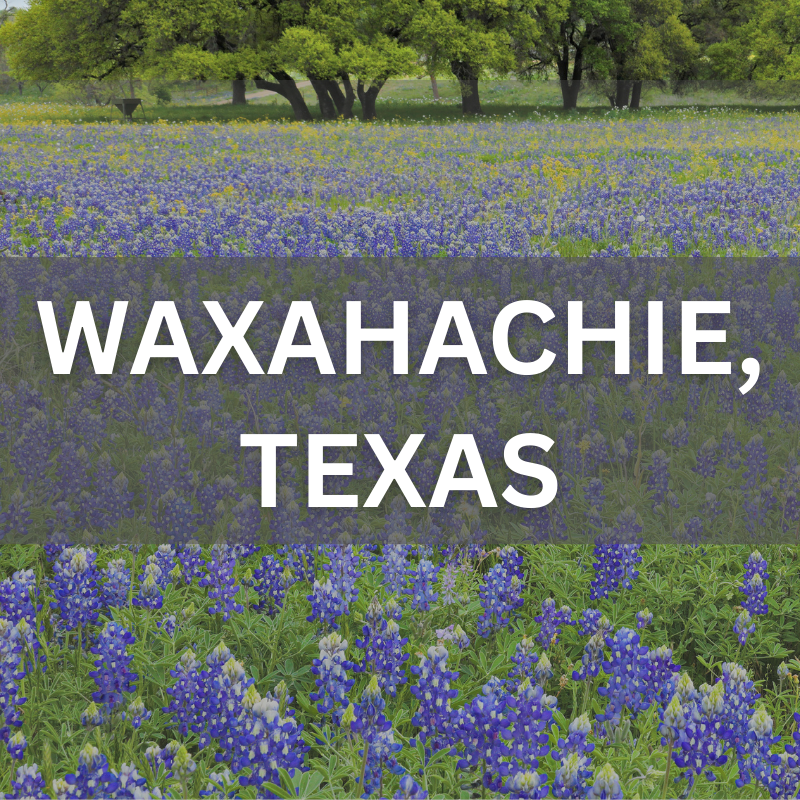 Explore homes and neighborhoods in Waxahachie, TX — where real estate meets scenic bluebonnet views. Waxahachie, Texas real estate surrounded by blooming bluebonnets, showcasing local neighborhoods and natural beauty.