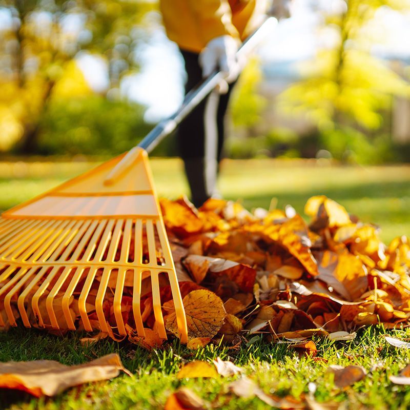 Dry Leaves Cleaning Dry Leaves Cleaning