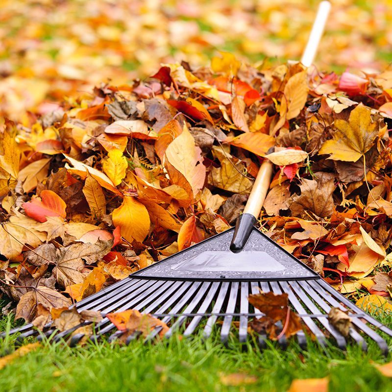 Lawn Clean Up Lawn Clean Up