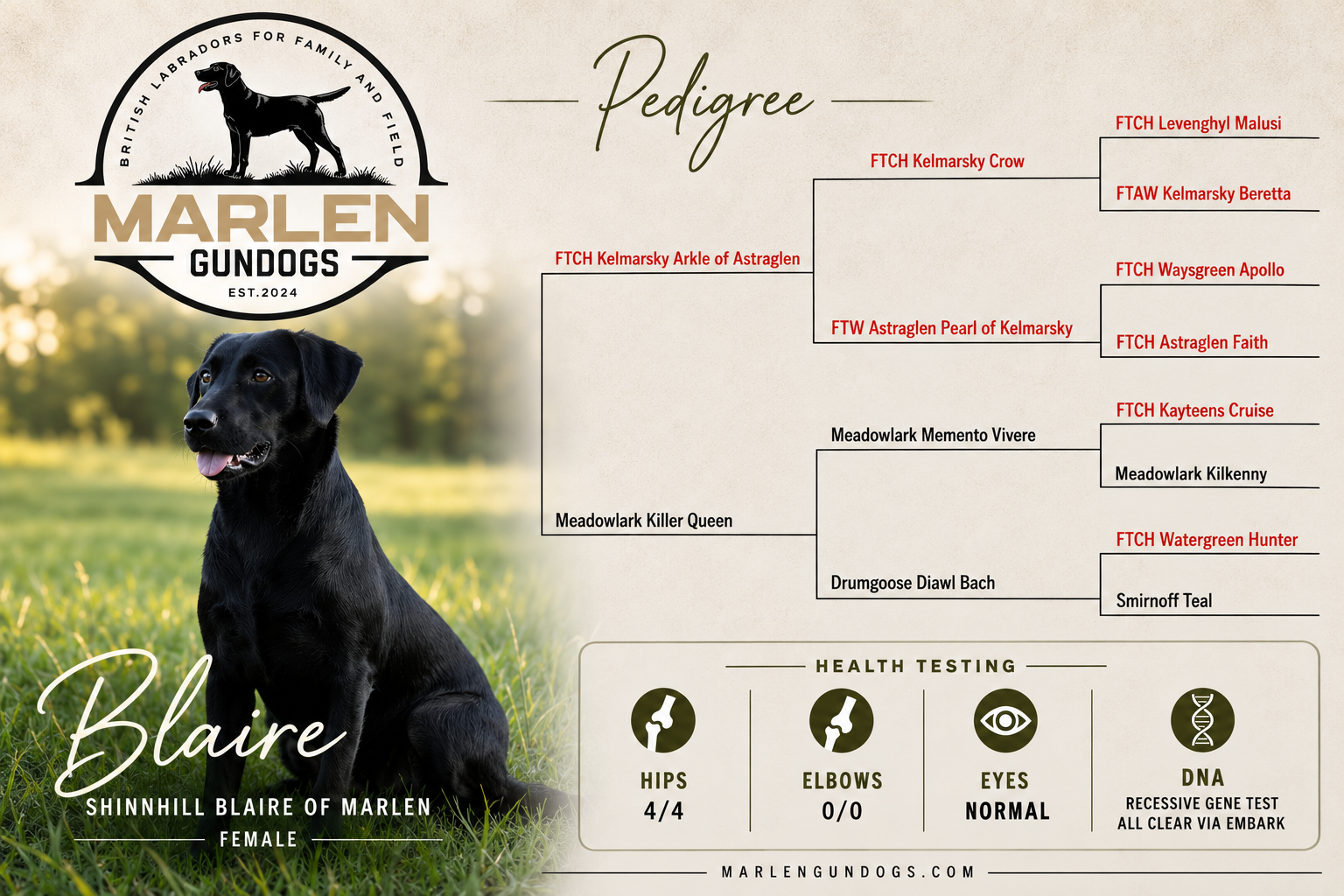 Pedigree chart for the Labrador retriever Shinnhill Harper of Marlen, featuring a photo of the dog and lineage details.