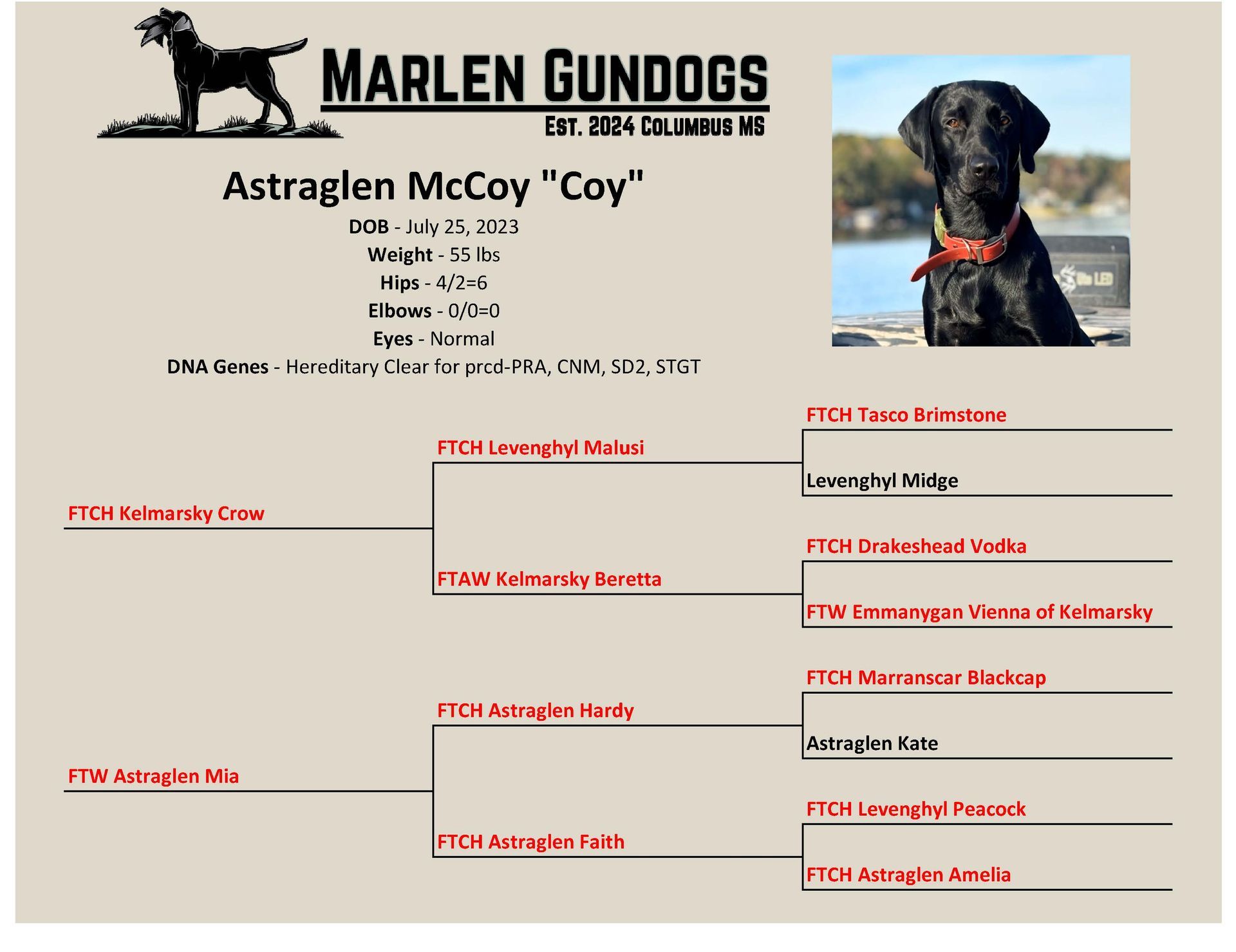 Pedigree chart for Marlen Gundogs’ black Labrador, Astraglen McCoy "Coy," including health clearances and family tree.