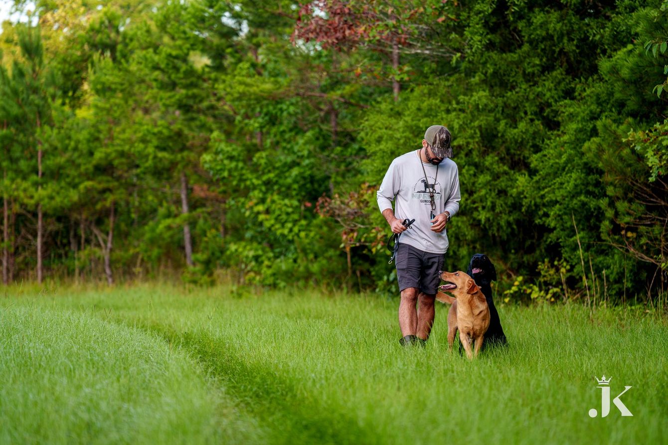 A person in a light shirt and shorts walks through a grassy field with two dogs, one tan and one black.