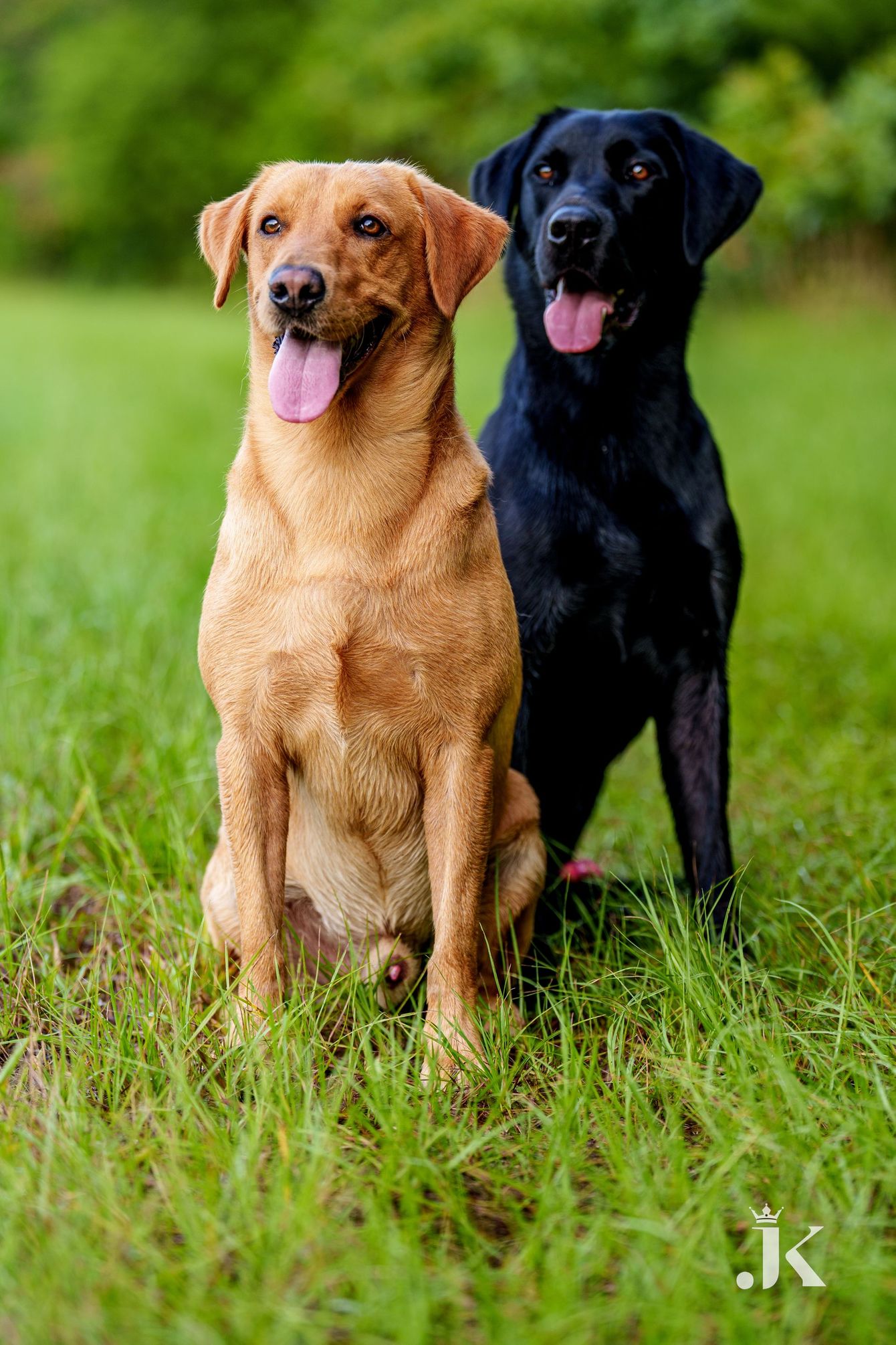A yellow Labrador and a black Labrador sit side-by-side in a grassy field with their tongues out.