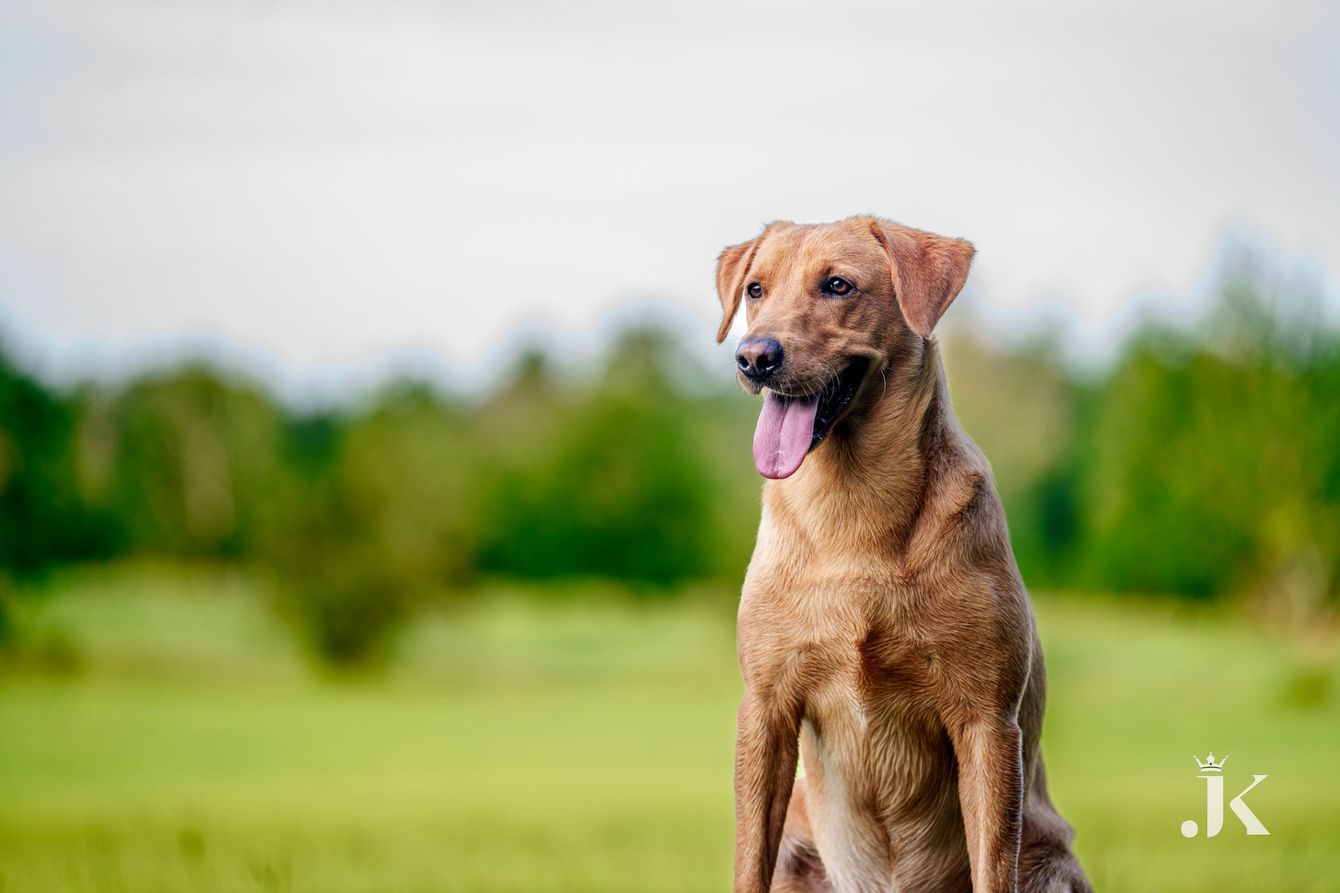 A tan dog with its tongue out sits in a grassy field with a blurred green forest background.