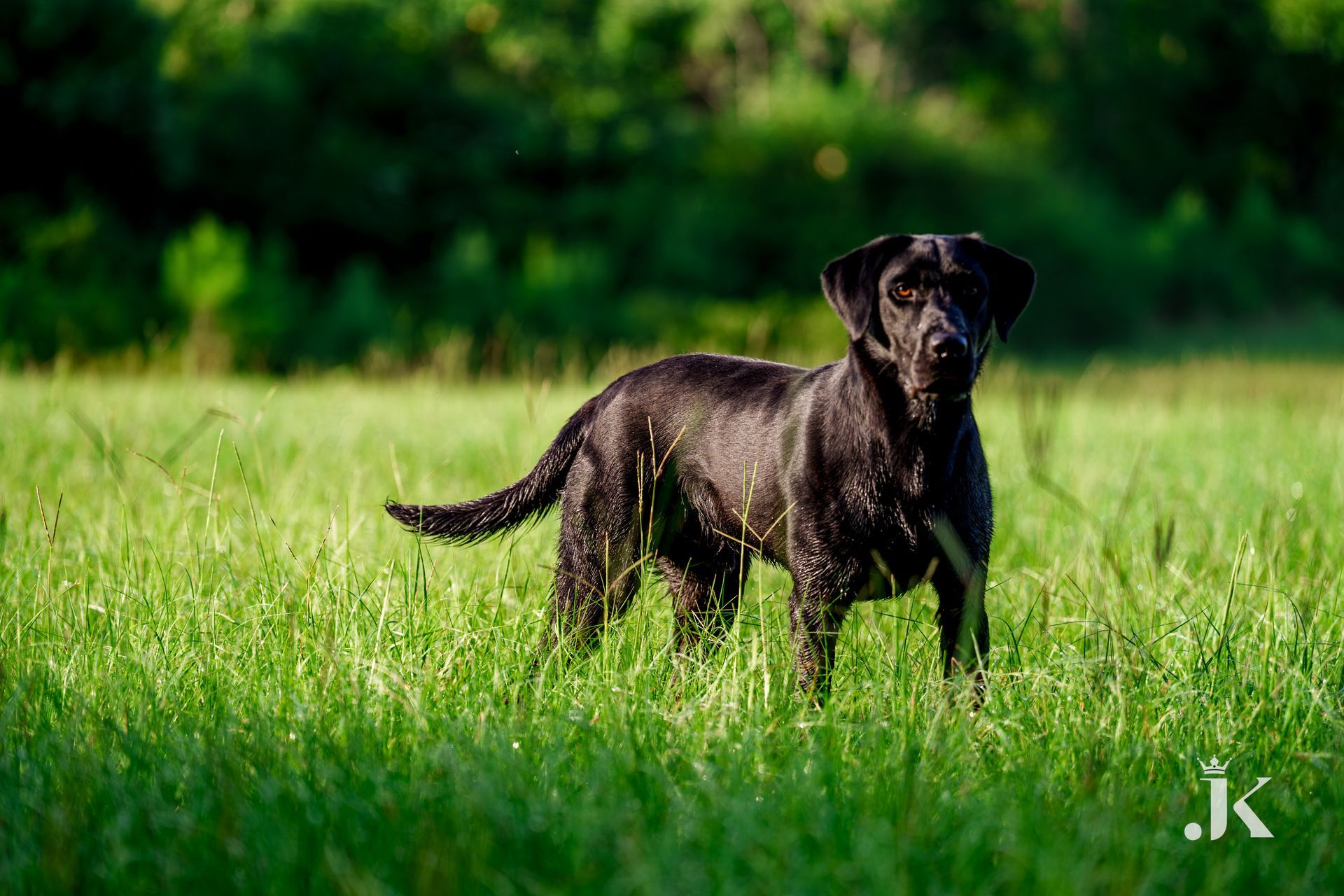 A black Labrador stands alert in a sunny, green field with a blurred forest background.