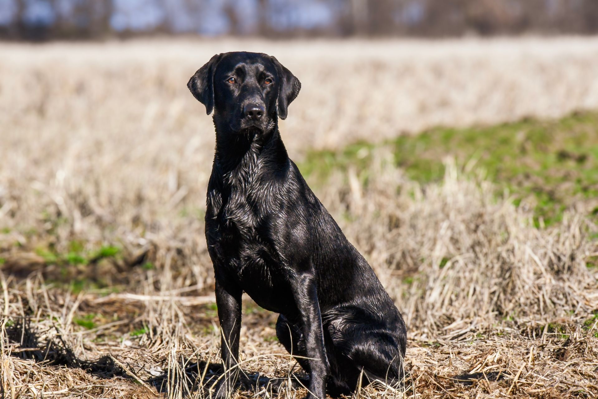A black dog sits alertly in a field of dry, harvested grasses with a patch of green vegetation in the background.