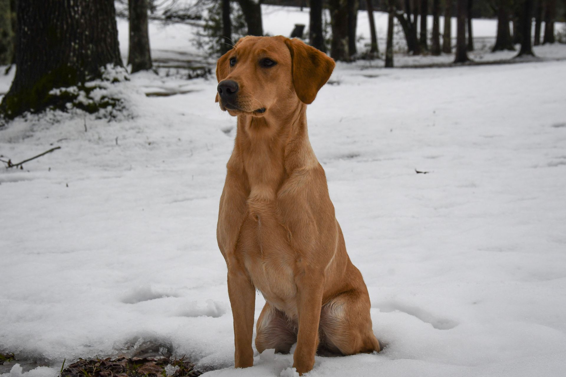A yellow Labrador retriever sits attentively in a snowy field with trees in the background.