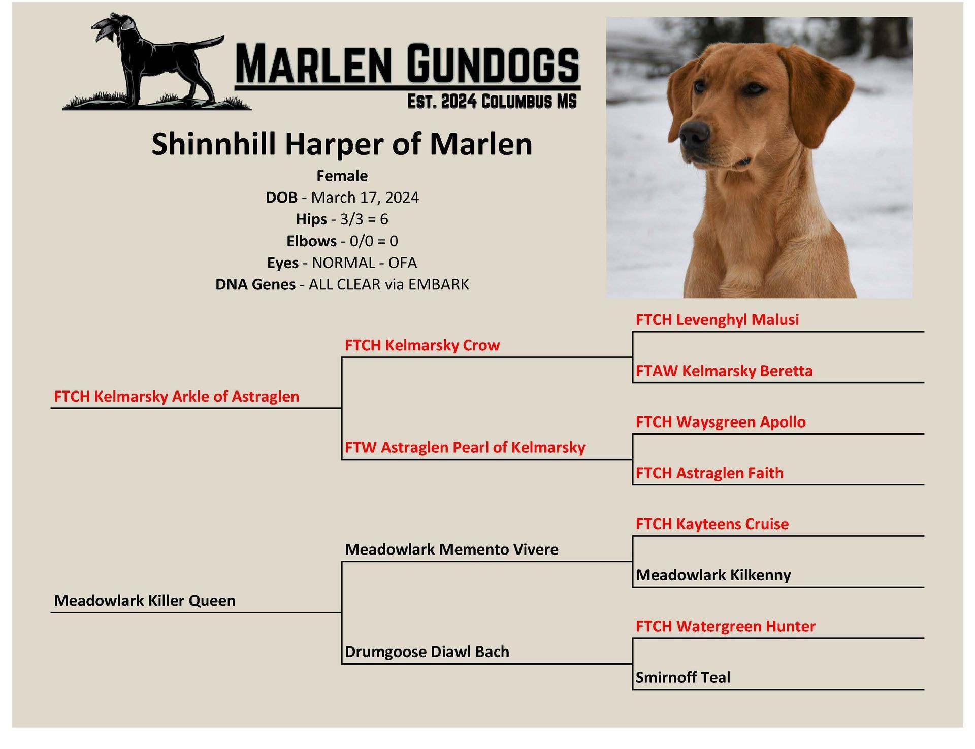 Pedigree chart for the Labrador retriever Shinnhill Harper of Marlen, featuring a photo of the dog and lineage details.