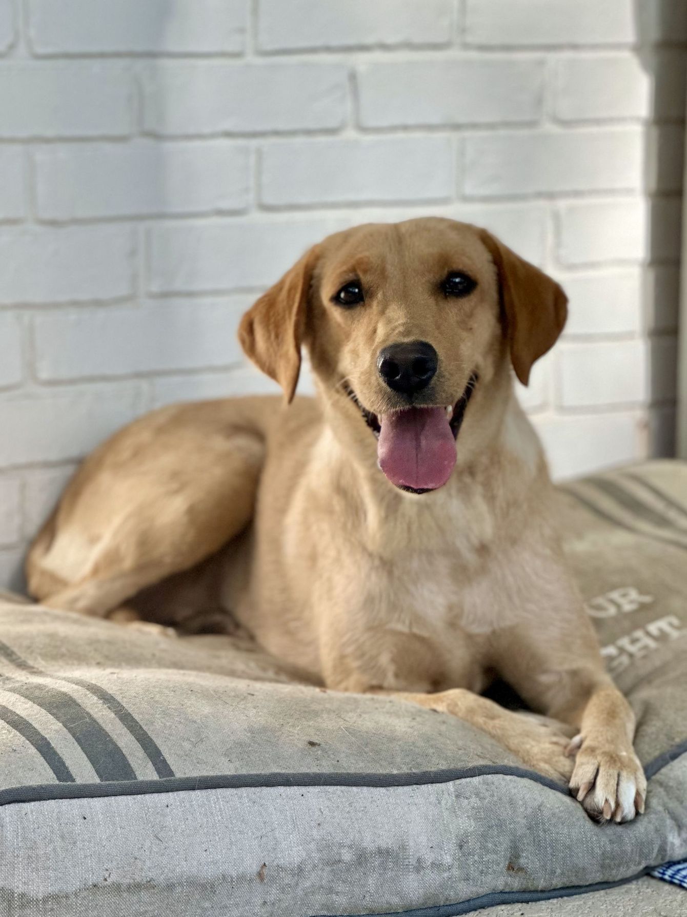 A happy, light-brown dog lies on a gray cushion against a white brick wall, tongue out and looking toward the camera.