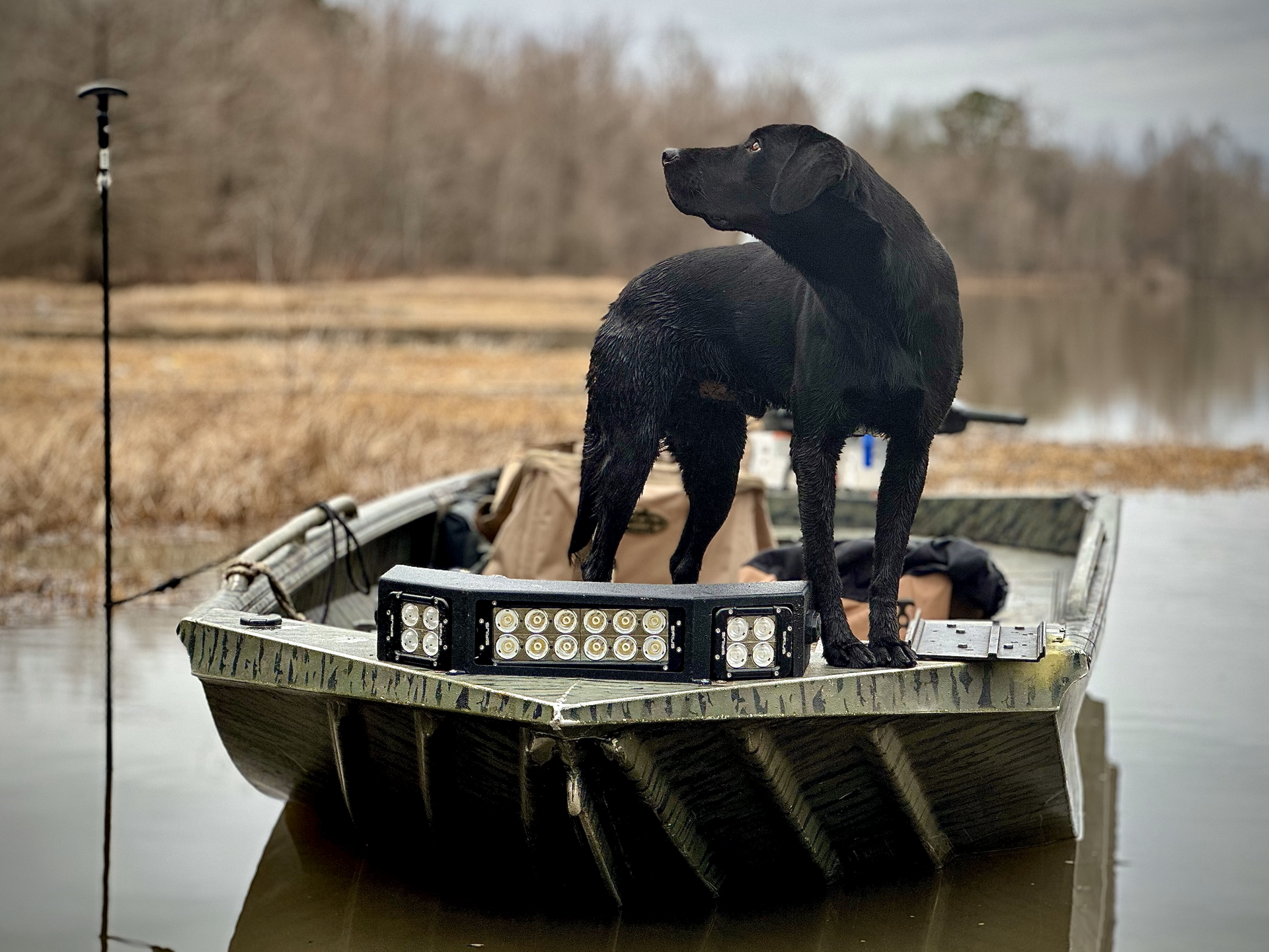 A black Labrador stands alert in a sunny, green field with a blurred forest background.