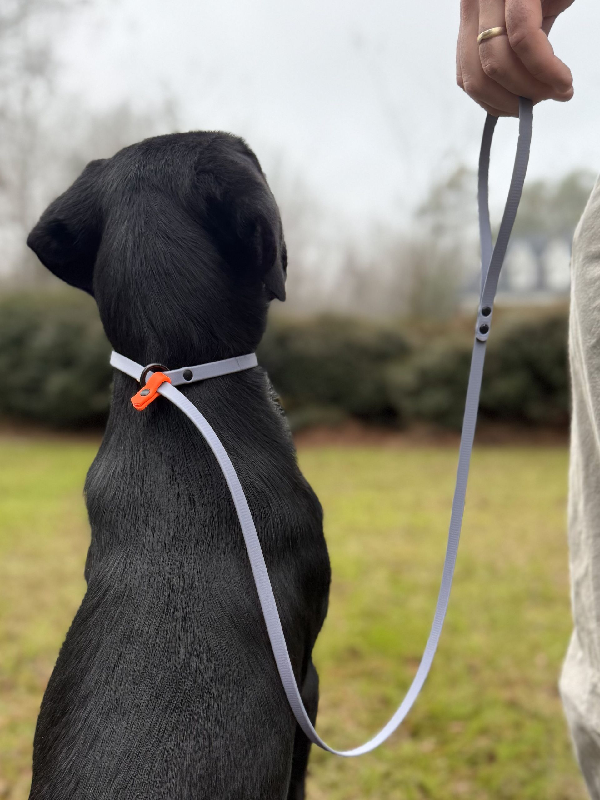 A black dog sits in a grassy field, viewed from behind, while held on a light grey slip leash by a person's hand.