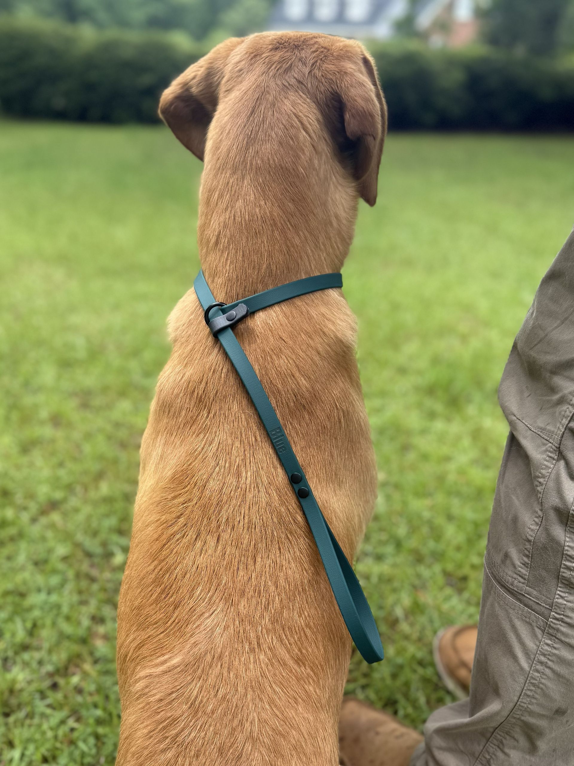 Handler's Lead