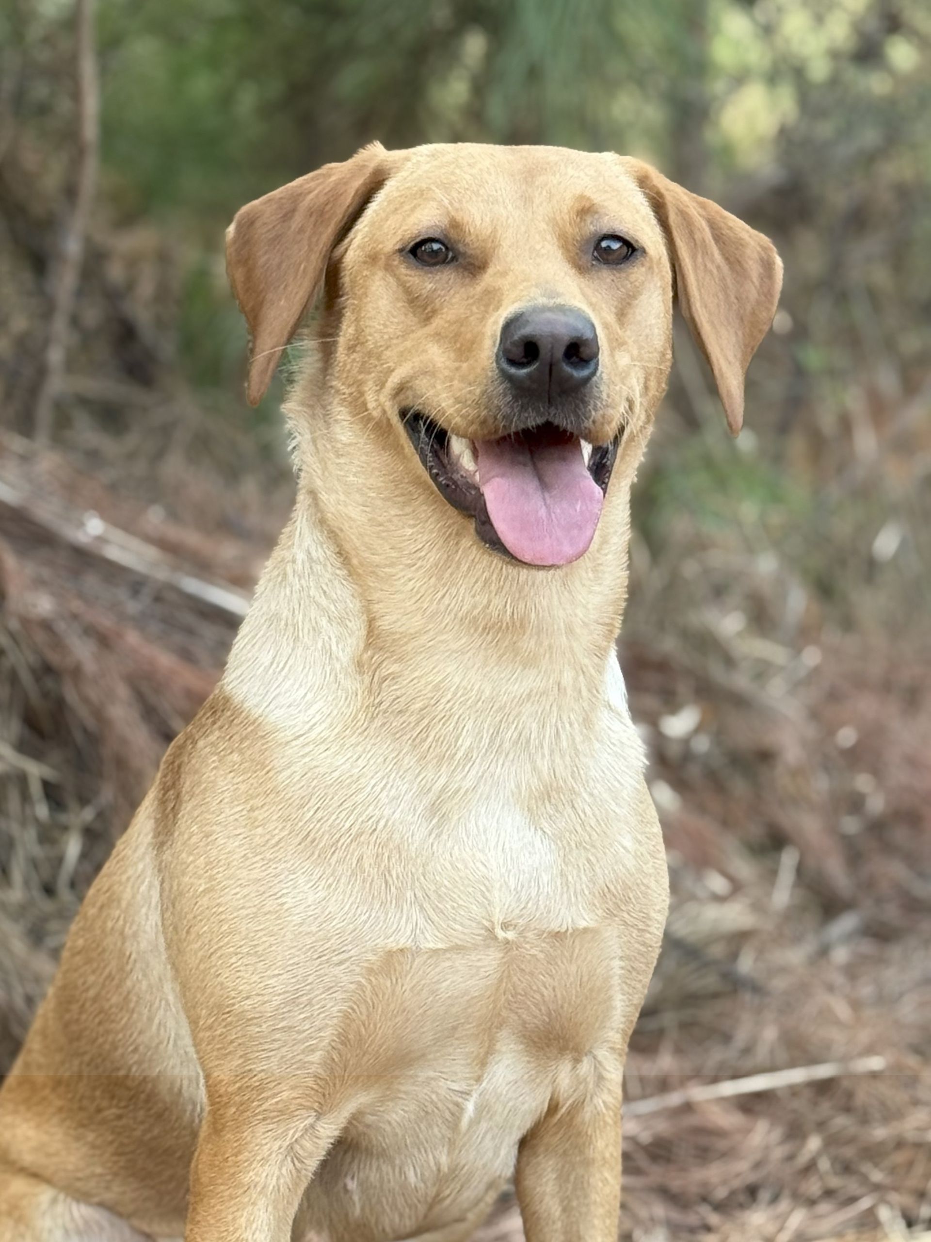A happy, golden-colored dog sitting outdoors, looking at the camera with its tongue out.