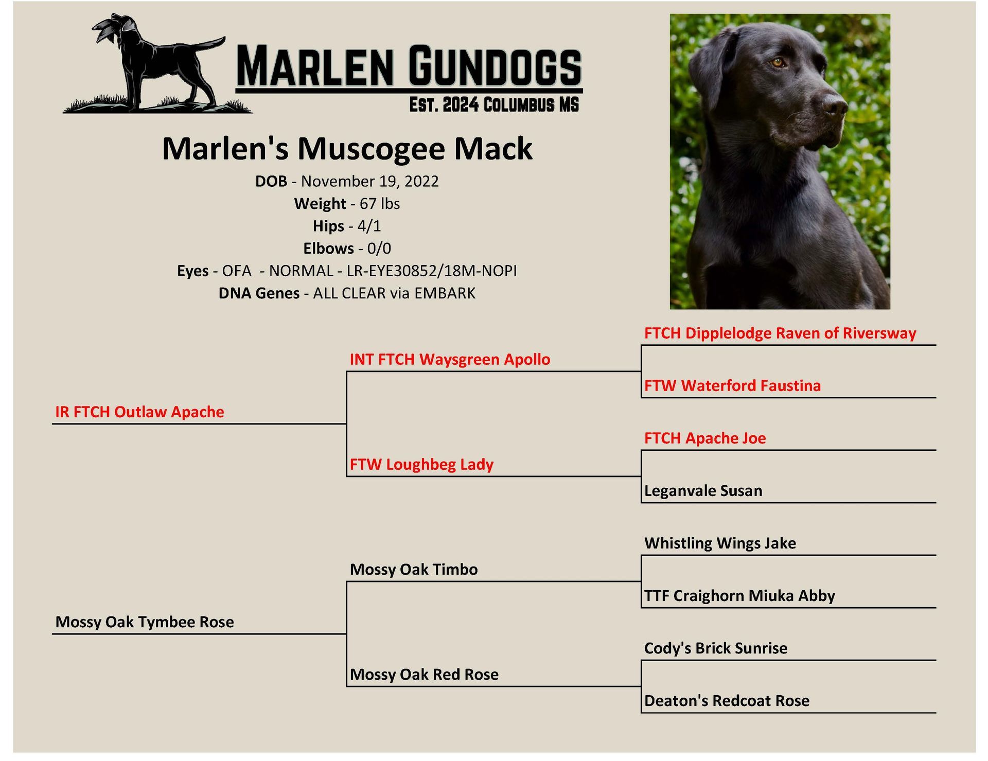Pedigree chart for Marlen's Muscogee Mack, a black Labrador retriever, including his ancestors and health credentials.