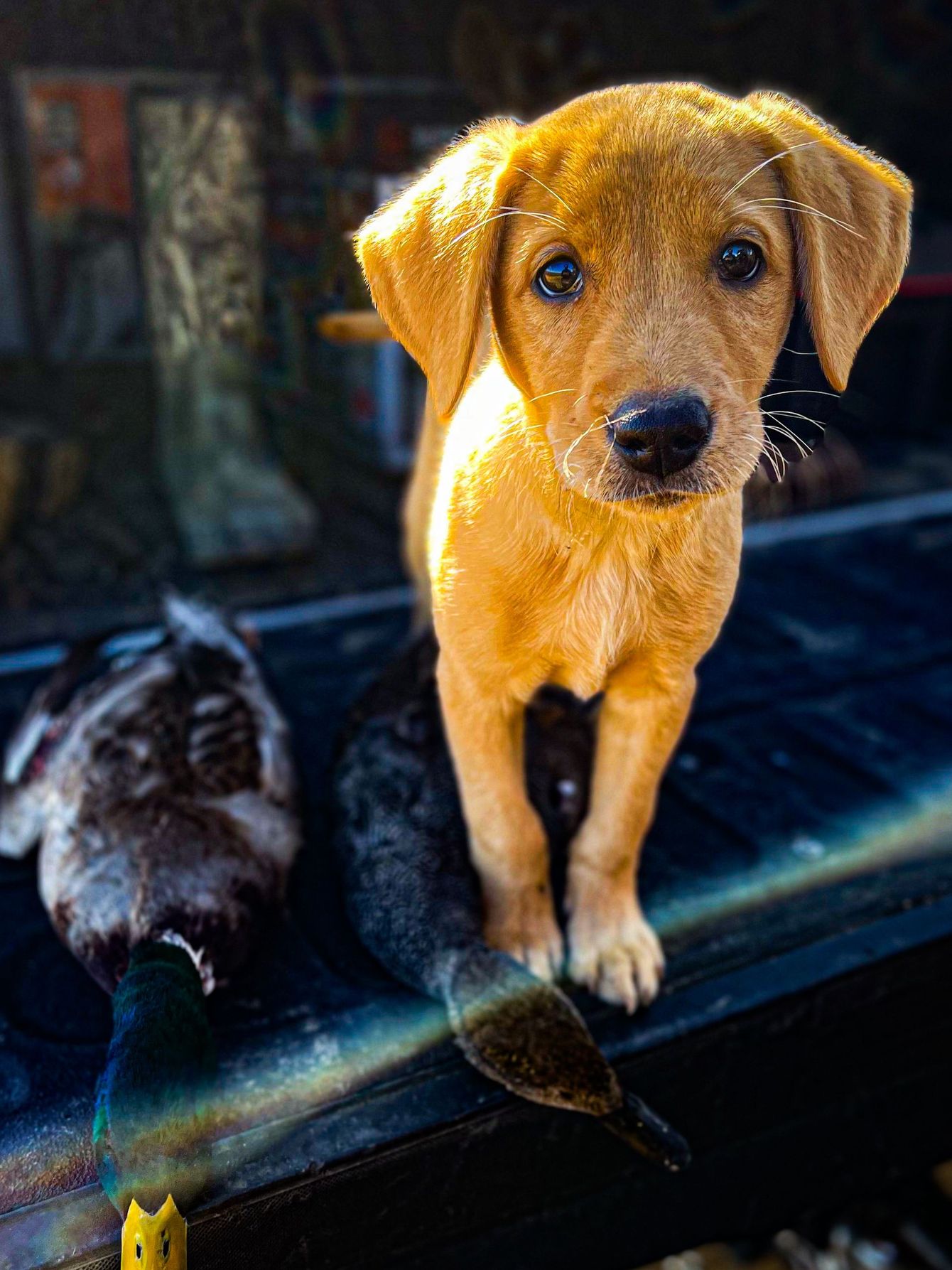 A light brown puppy stands on the tailgate of a truck next to two harvested ducks.