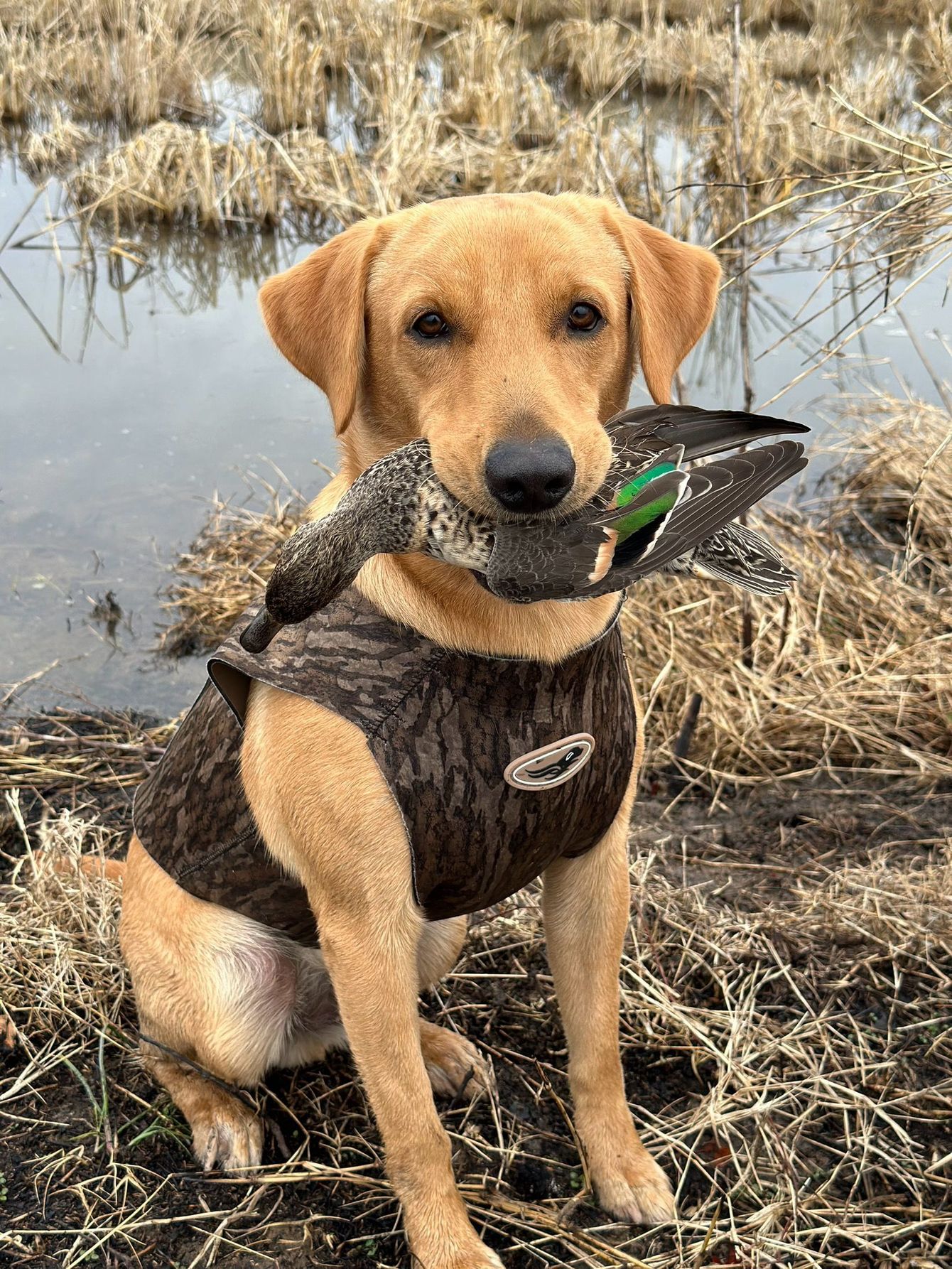 A yellow Labrador Retriever wearing a camo vest sits in a marshy field, holding a mallard duck in its mouth.