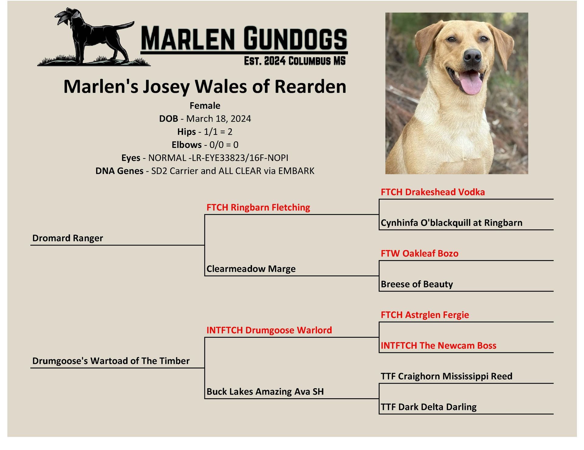 Pedigree chart for "Marlen’s Josey Wales of Rearden," a yellow Labrador, featuring health stats and family lineage.