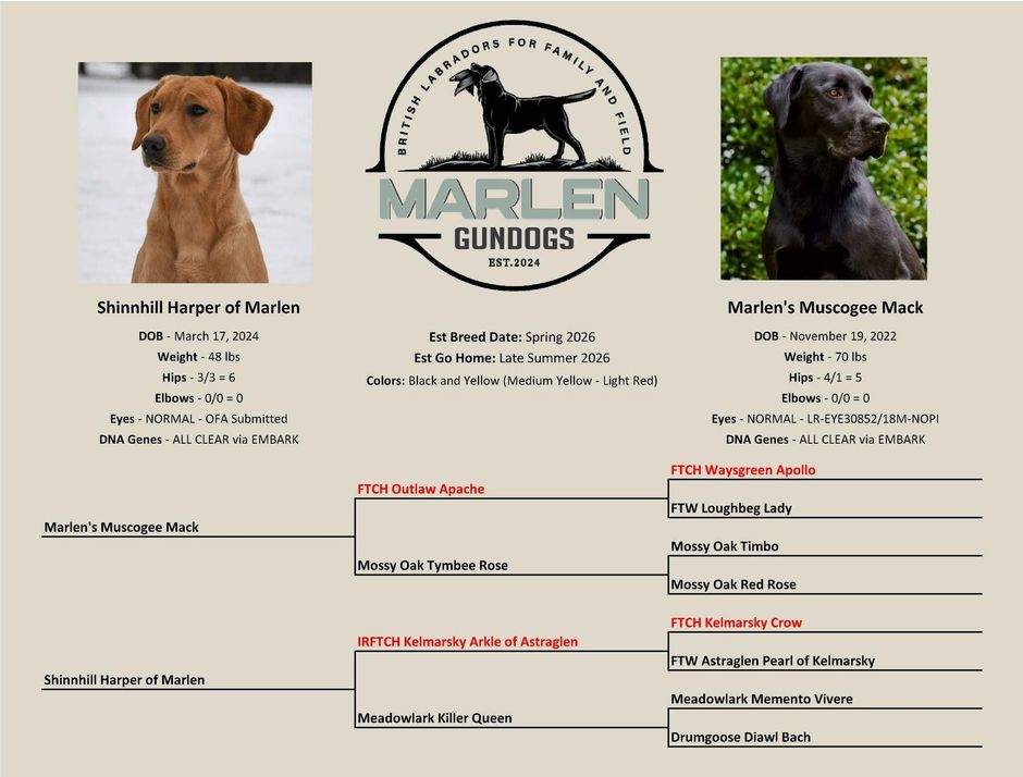Pedigree chart for Marlen Gundogs featuring a yellow Labrador, a black Labrador, and their ancestral lineage.