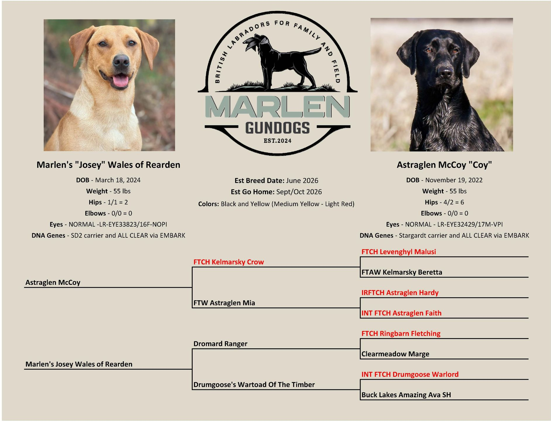 Pedigree chart for Marlen Gundogs featuring a yellow Labrador, a black Labrador, and a multi-generational family line.