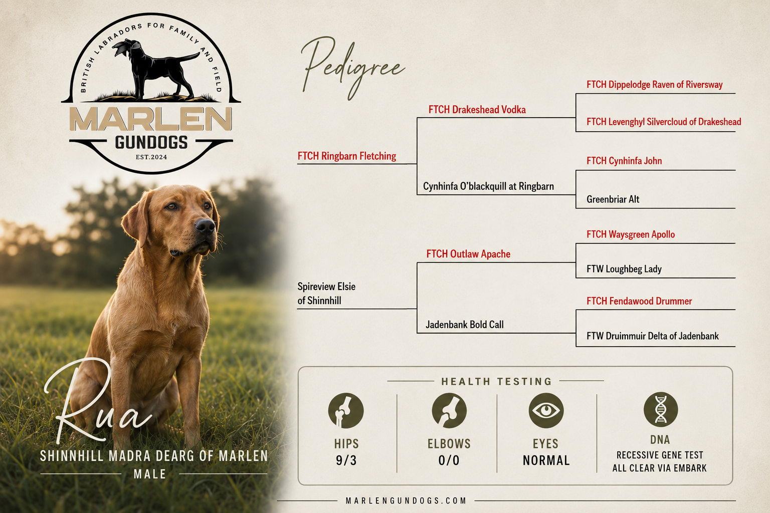 Pedigree chart for Marlen's Muscogee Mack, a black Labrador retriever, including his ancestors and health credentials.