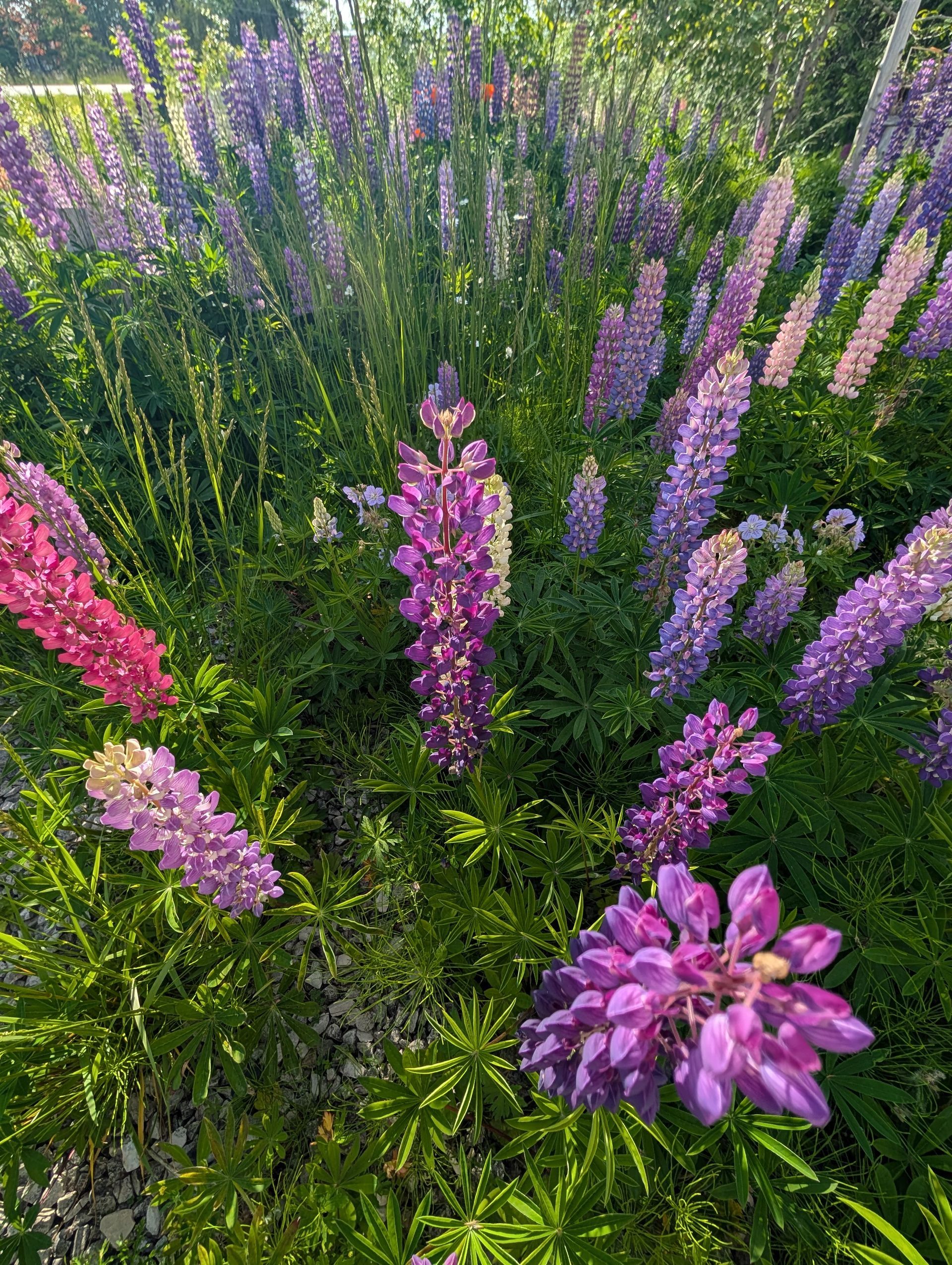 Pink and purple lupine flowers blooming in a sunlit garden bed