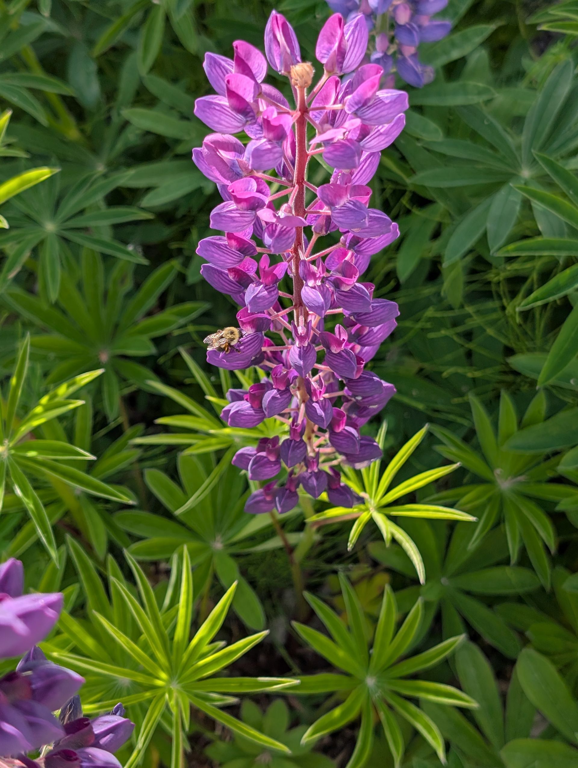 Pink-purple lupine flowers among green, spiky leaves in a garden